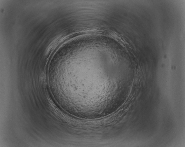 X0000074300002200608251222