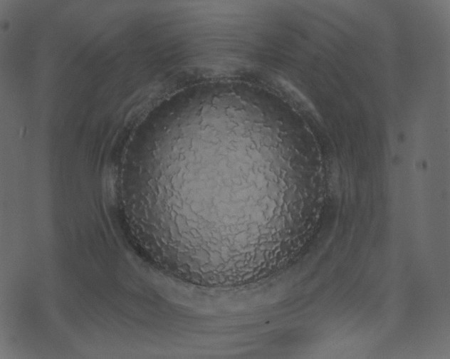 X0000074300026200608251222
