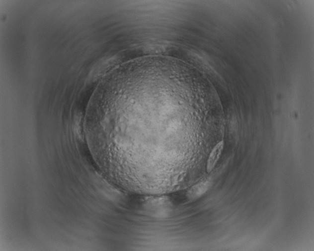 X0000074300185200608251220