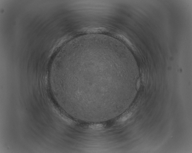 X0000074300357200608251216