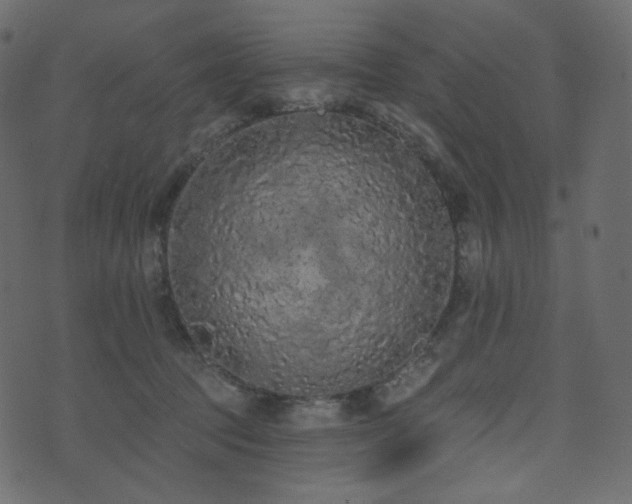 X0000074300369200608251216
