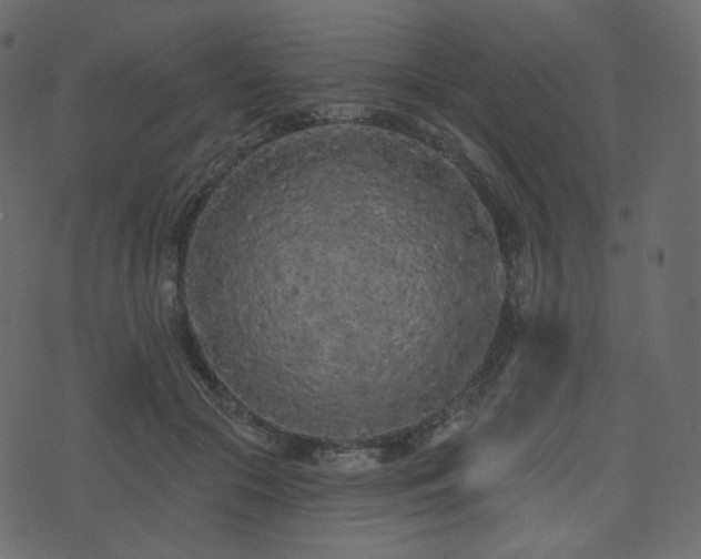 X0000074300553200608251213