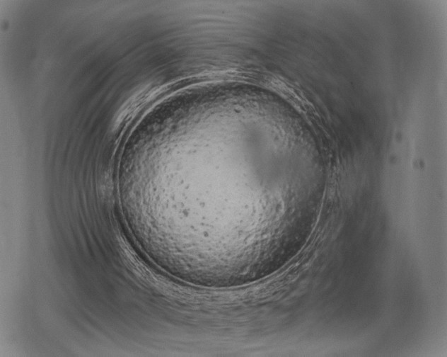 X0000074300002200609011459