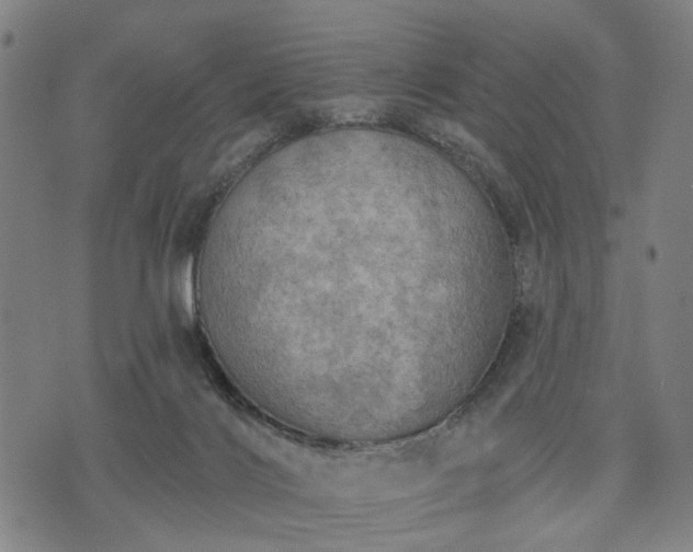 X0000074300028200609011458