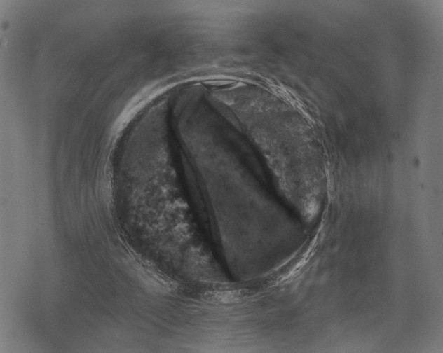 X0000074300295200609011454