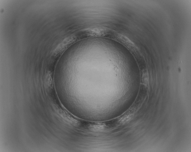 X0000074300318200609011453