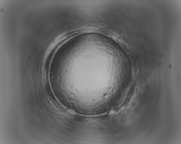 X0000074300343200609011453