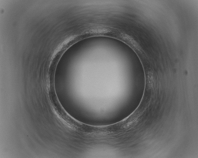 X0000074300726200609011446