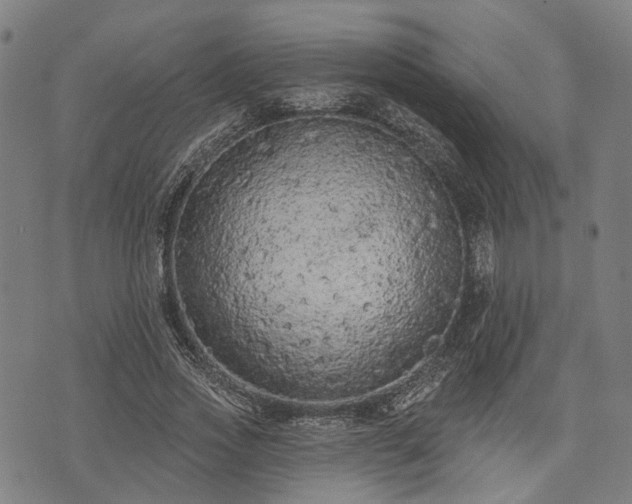 X0000074300733200609011446