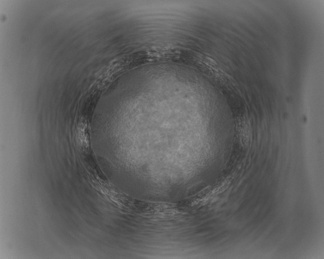 X0000074300770200609011446