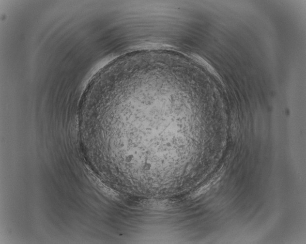 X0000074300831200609011445