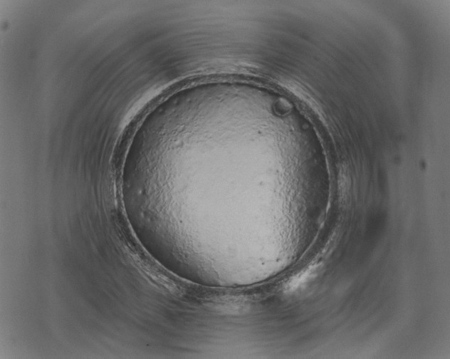 X0000074300925200609011443