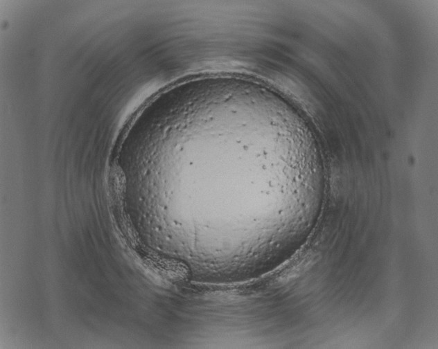 X0000074300990200609011442