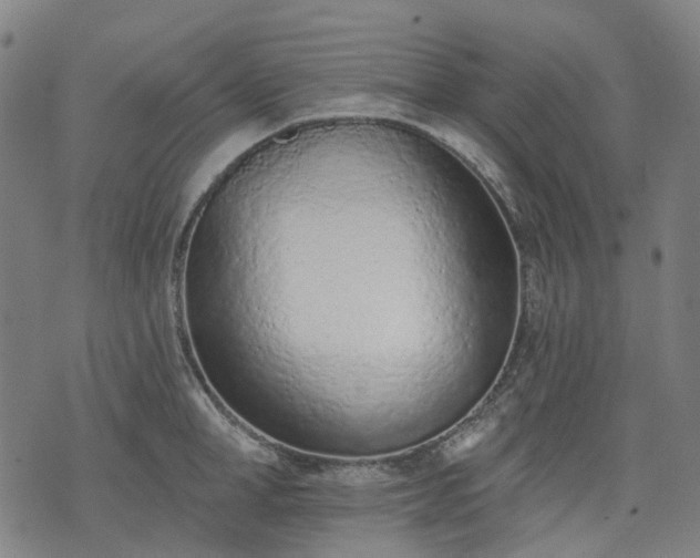 X0000074300998200609011442