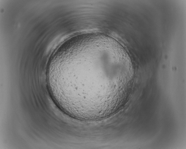 X0000074300002200609081929