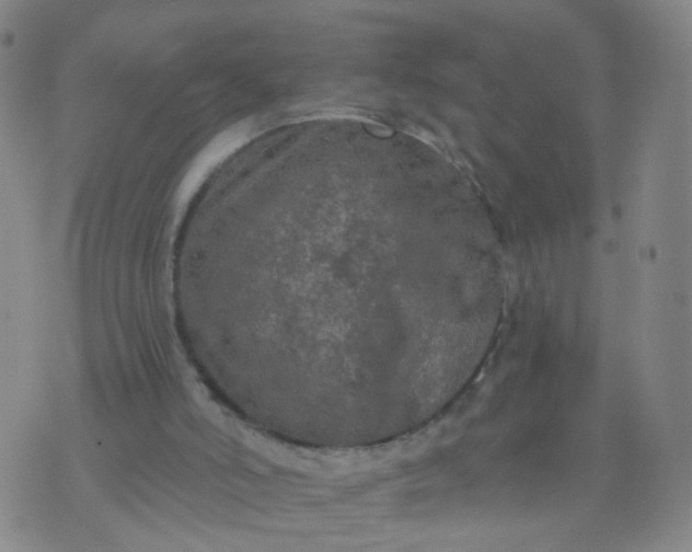 X0000074300006200609081929