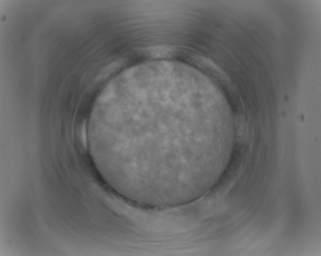 X0000074300028200609081928