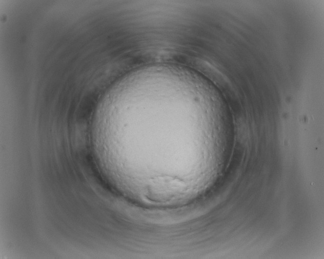 X0000074300030200609081928