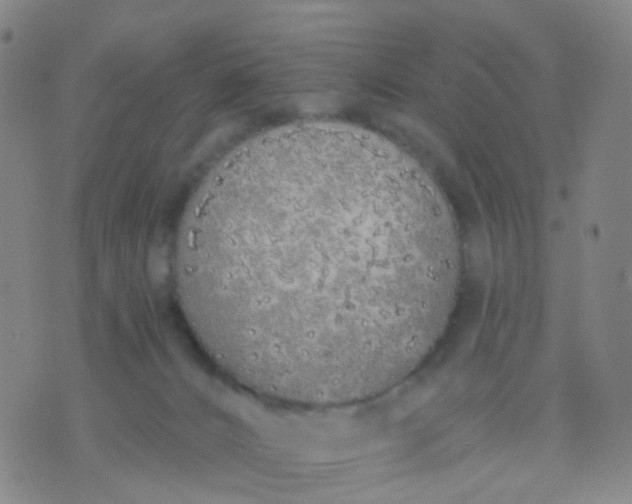 X0000074300032200609081928