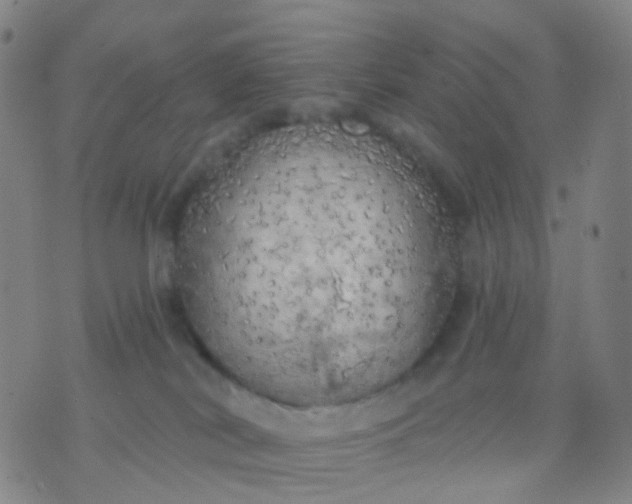 X0000074300038200609081928