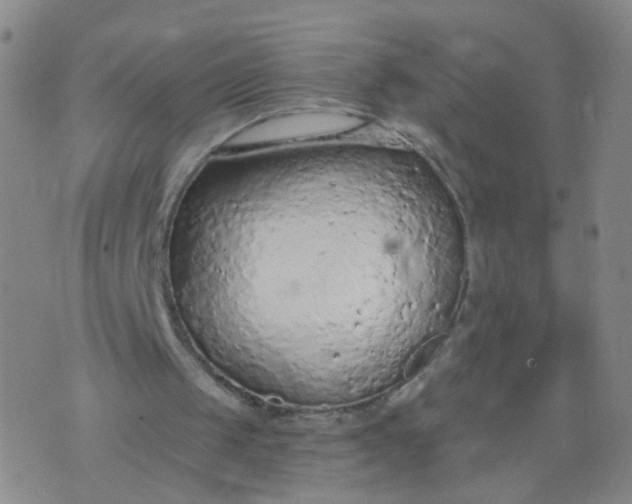 X0000074300049200609081927