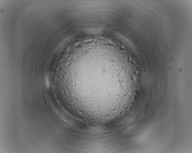 X0000074300069200609081927