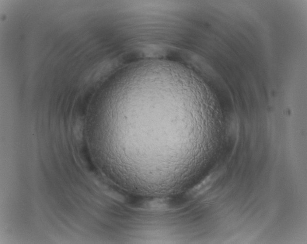 X0000074300078200609081928