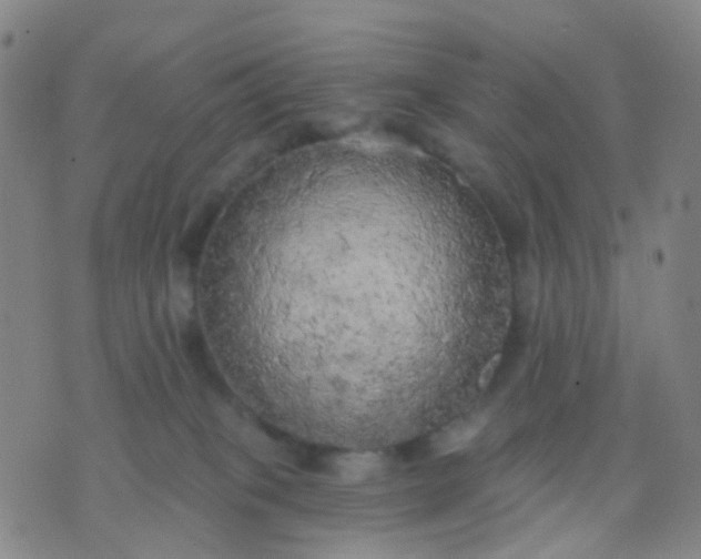 X0000074300085200609081928