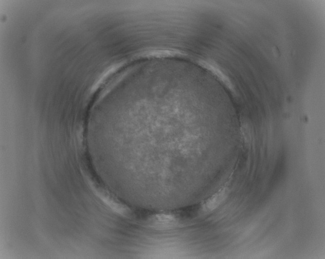 X0000074300159200609081926