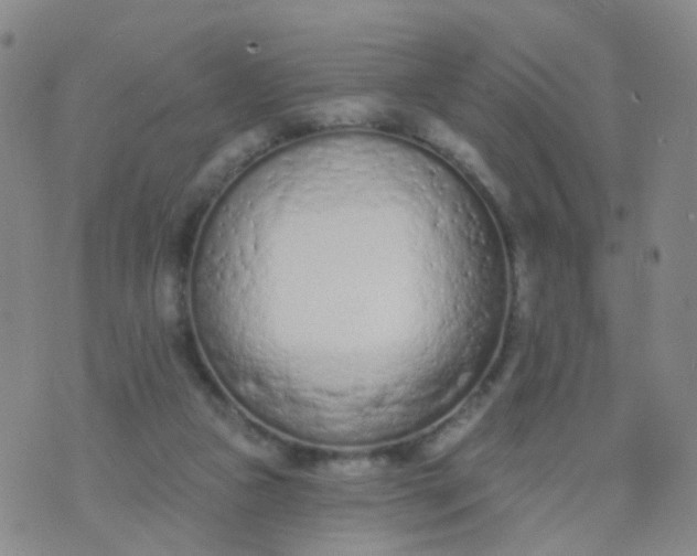 X0000074300161200609081926