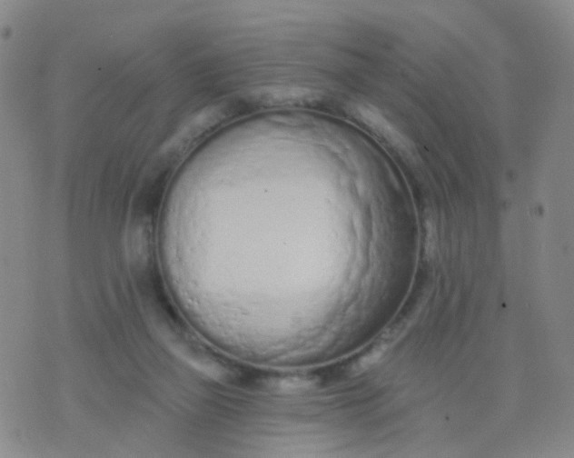 X0000074300165200609081926