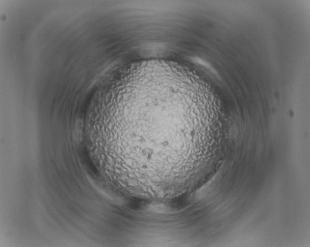 X0000074300171200609081926