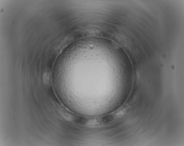 X0000074300177200609081926