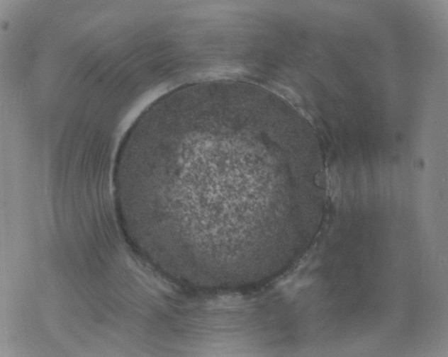 X0000074300196200609081925