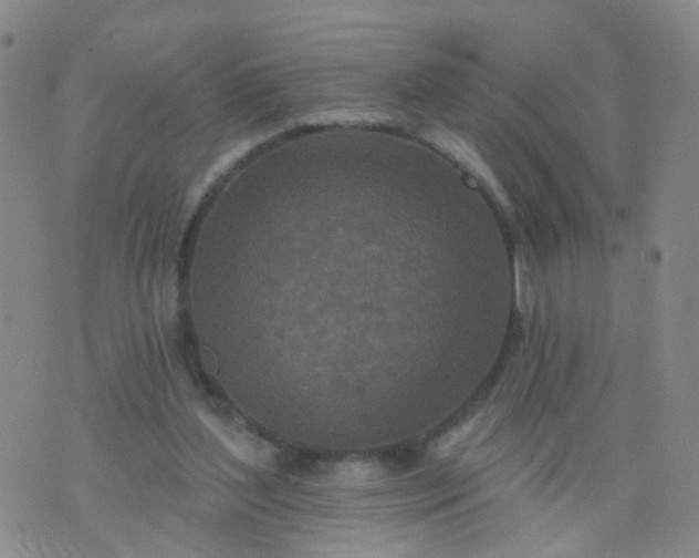 X0000074300204200609081925