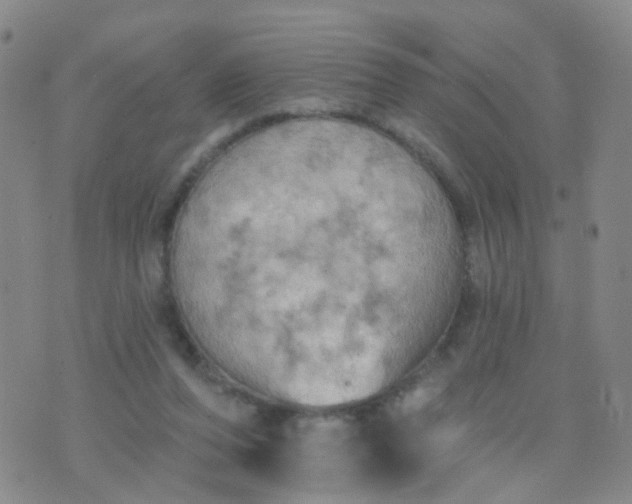 X0000074300208200609081925