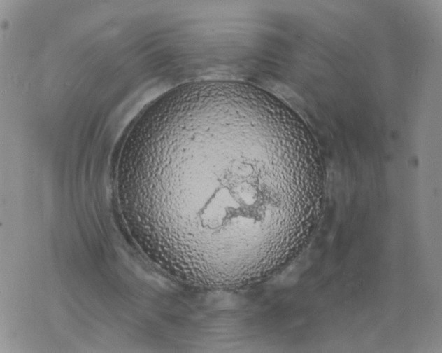 X0000074300290200609081924