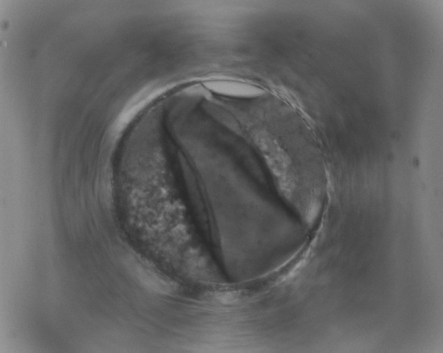 X0000074300295200609081924