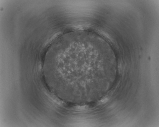 X0000074300314200609081924