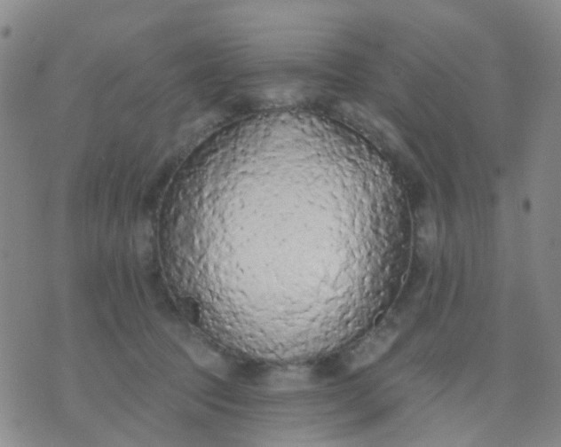 X0000074300369200609081923