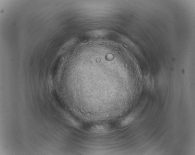 X0000074300381200609081923