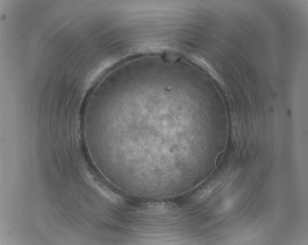 X0000074300439200609081921