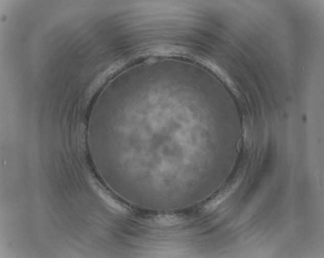 X0000074300445200609081921