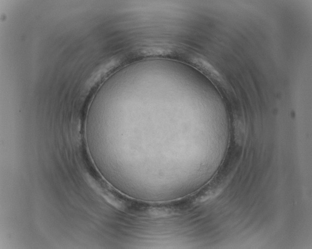 X0000074300490200609081921