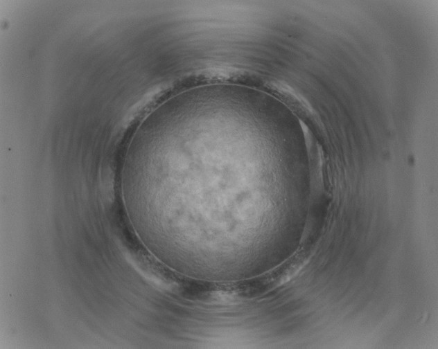 X0000074300496200609081921