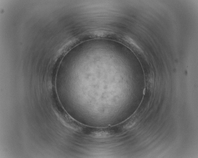 X0000074300500200609081921