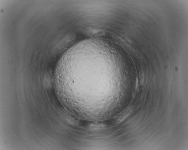 X0000074300515200609081920