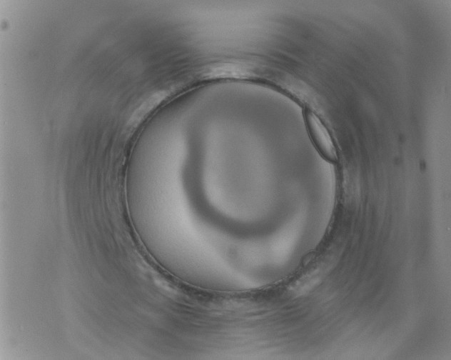 X0000074300529200609081919