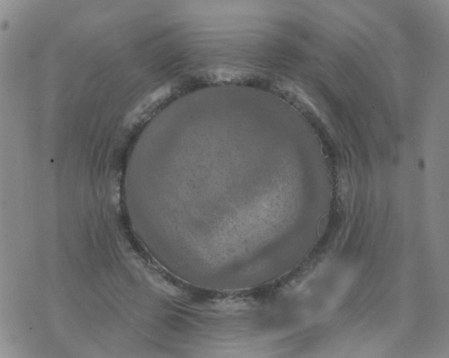 X0000074300545200609081920