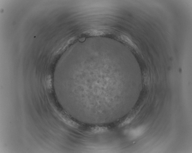 X0000074300549200609081920